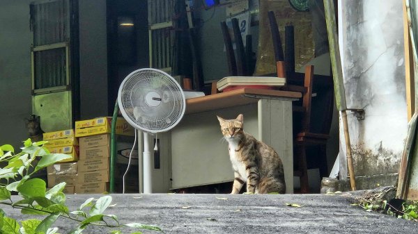 20250902大湖山東南峰-康樂山北峰-明舉山東峰-安湖公園-火炭坑山(騎車爬山)2878443