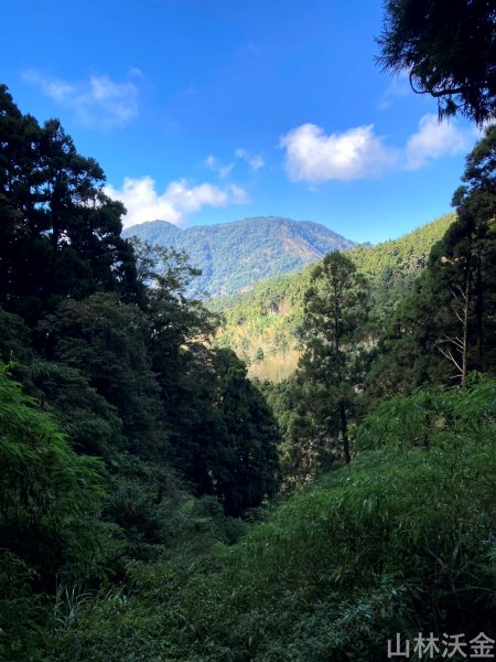 2023-12-10 嘉義 大凍山步道2374191