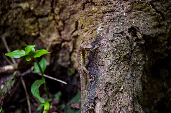 觀音山 硬漢嶺2870051