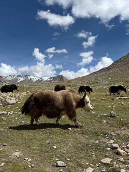 西藏♥️可愛動物🐎人物寫真/拉薩旅拍/美食2911668