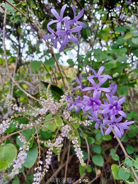 【南投中寮】粉紅山丘麝香木。 瑰蜜甜心玫瑰園2450465