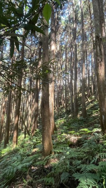 尖石🌳羅山林道野營-油羅山-竹苗小百岳3133066