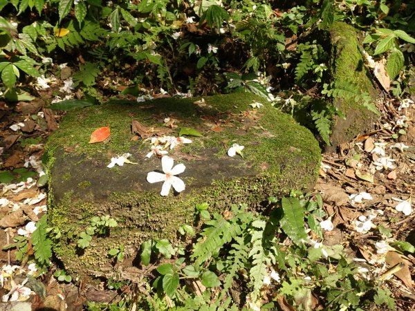 桐花公園、天上山~桐花開了！943982