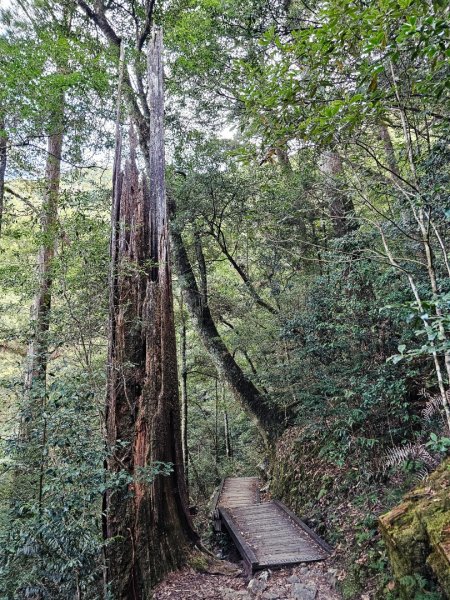 大雪山森林遊樂區森林浴步道2966020