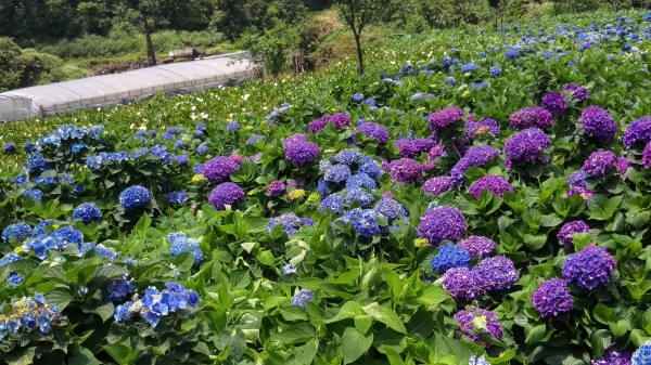 溫暖的繡球花51754