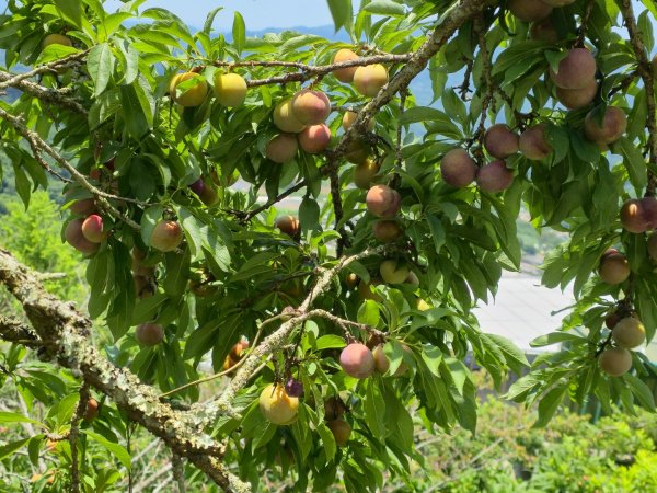 夏日的馬那邦山2786861