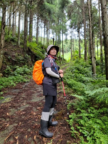 鵝公髻山採桃趣-202505302865279