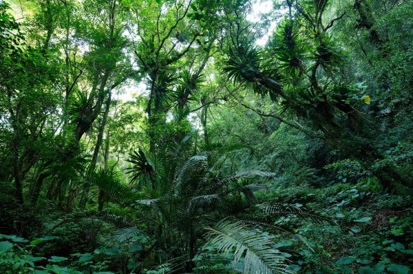 新北 烏來 波露南山3035995