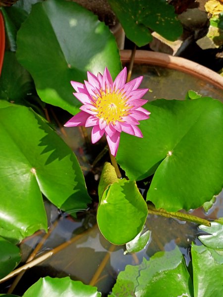 奇花異草的內湖文德三號公園、瑞陽公園【走路趣尋寶，全臺齊步走】1864203