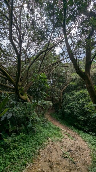 113.06.08阿四坑山-龜公山-牛灶坑山-彰埔坑山2530097