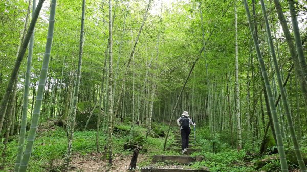 《南投》竹林茶園｜鳳凰谷步道環鳳凰山寺O繞202506222817527