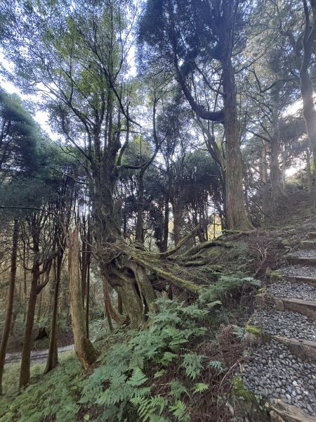 20251225塔山步道(大塔山)2970314