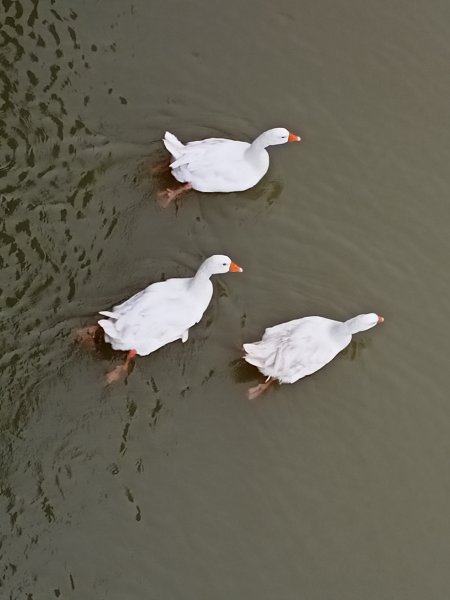 大湖公園 (防災公園)【走路趣尋寶】1897920