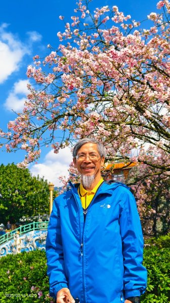 #綠繡眼 訪花 #吉野櫻 #天元宮 #楓樹湖 03162736707