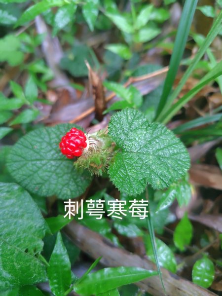 再訪雙林山、杜仔湖步道、雙子山2817937