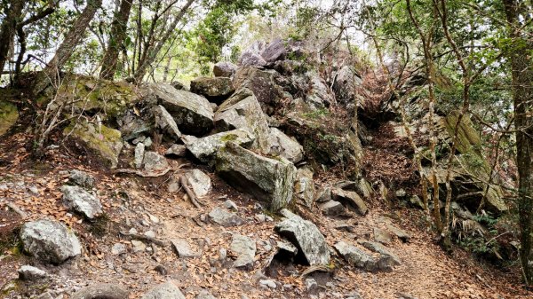 波津加山，太平蝙蝠洞延伸步道，福田賞桐生態步道，美崙山步道，台東鯉魚山2005054