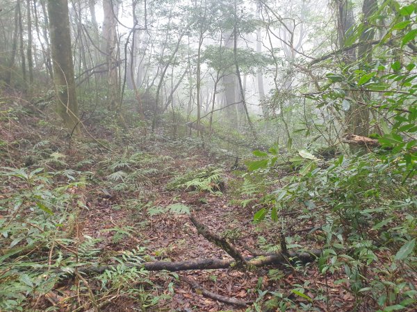 李崠山馬望僧侶山O型+烏來山1583431