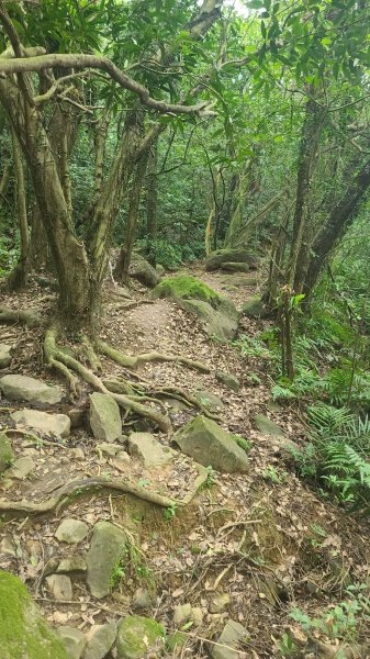 2025-01232淡蘭古道北二段(燦光寮古道到澳底)2696669