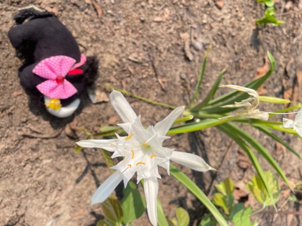 尼泊爾奇旺國家公園4天三夜2788970