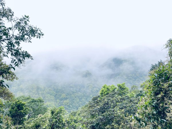 20250329 抹茶山-聖母登山步道2758931