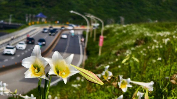 #金山清水溪  #石牆蝶 #國聖涼亭 #百合草原 #八里華富山路 #淡江大橋 5/163055958