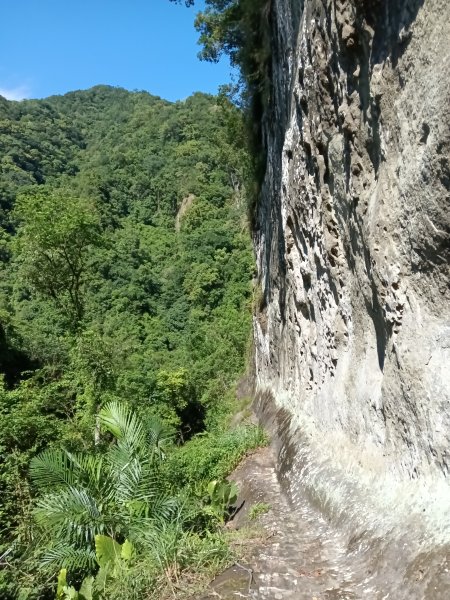平溪區慈恩嶺+慈母峰探找艷紅鹿子百合花影2870231