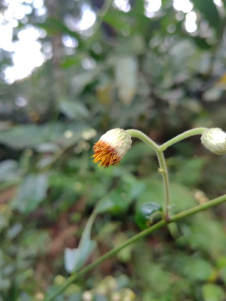 鳳鳴古道 鳳鳴山 南隘勇（南長城）古道 三湖山 八達嶺（龍骨）古道 綠色古道 延平古道2975140