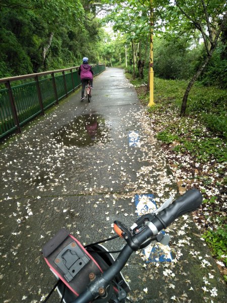 水流東桐花單車散步592754