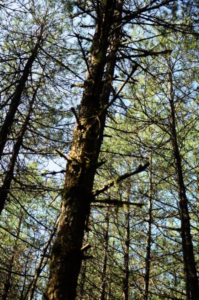 武法奈尾山天巒池872472