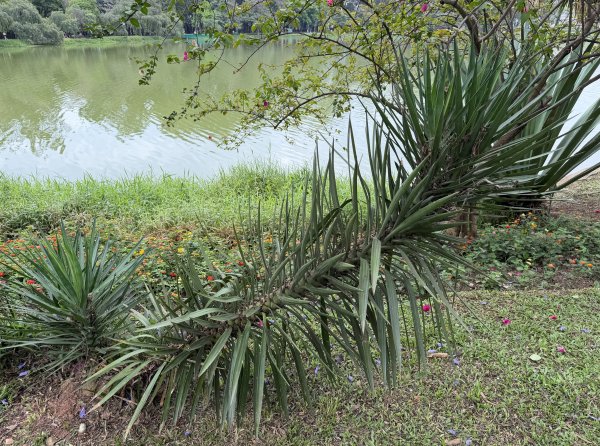 [紐約馬之行-68] 2025_1116 伊比拉布埃拉公園-中2955112