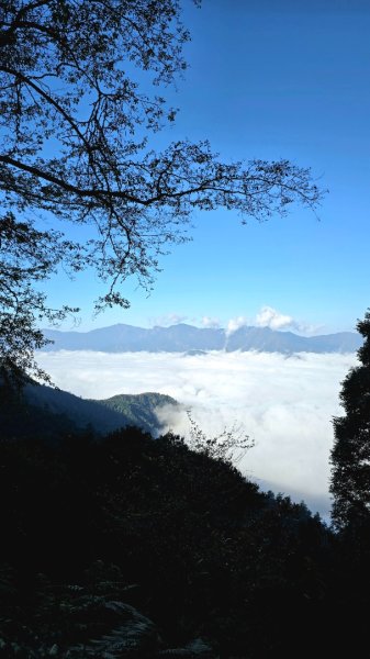 郡大林道19k之郡大神木群二刷～雲海滿出來～2451867