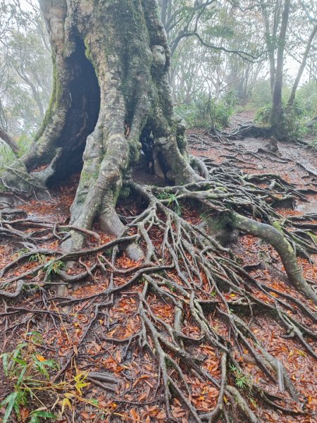 北得拉曼神木群連走內鳥嘴山2940212