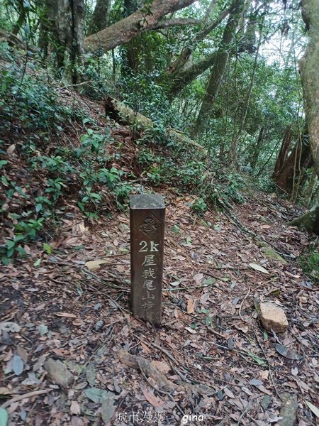 【台中和平】迷霧山林。 谷關七雄~屋我尾山(大雪山北登山口)2339079