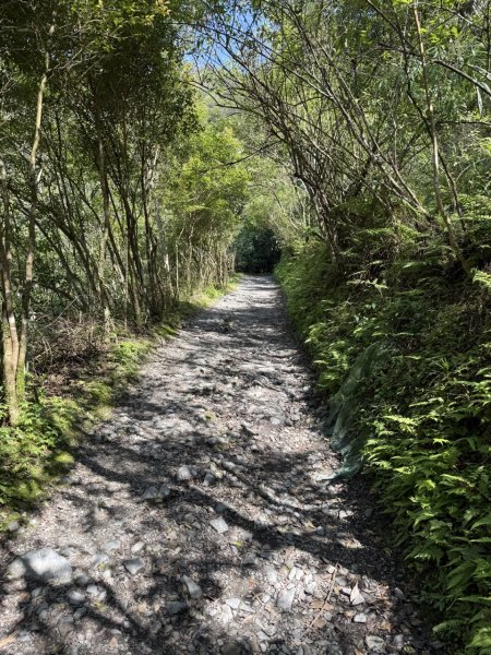 2025/03/21 聖母山莊 抹茶山 三角崙山2935085