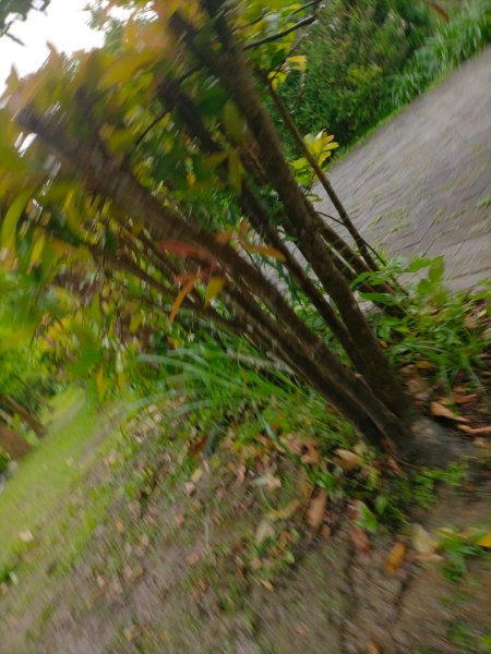 內雙溪自然中心步道(台北小溪頭2812125