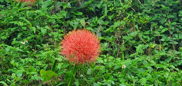 2024-05-18梨子腳山步道2507929