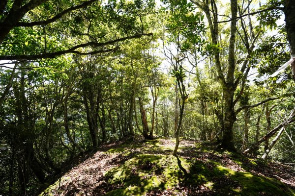 新竹 五峰 油羅山、霞山2798262