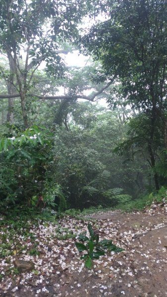 大艽芎古道-溪洲山-頭寮山577966