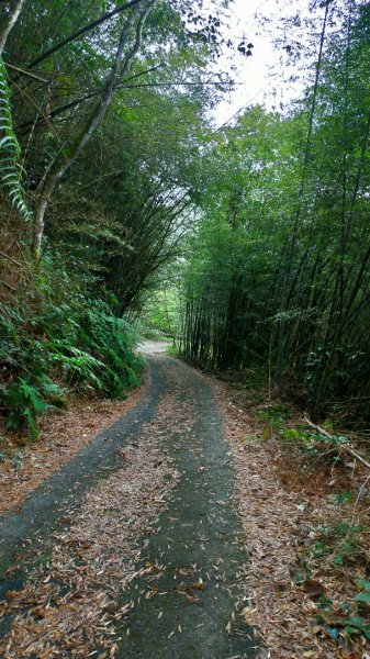 大湖尖山-原路來回1267745