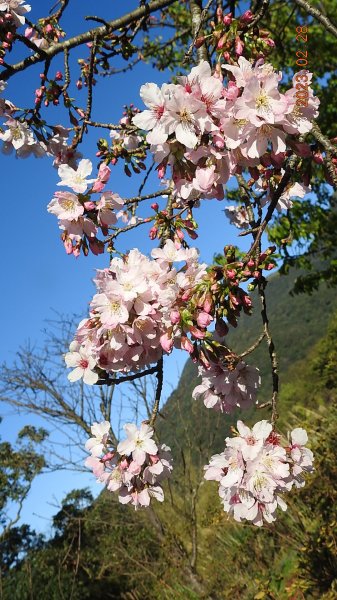 追花是簡單的快樂，賞花是恬淡的幸福。2/282045065