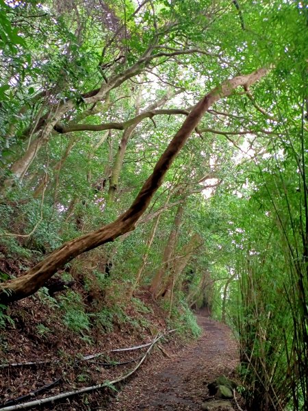 漫步陽明山前山公園→湖山綠地→橫嶺古道→湖山→半嶺步道1844850