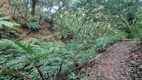 20240305坪頂古圳-登峰圳-內雙溪古道-瑪礁古道-大崎頭步道O繞2447225