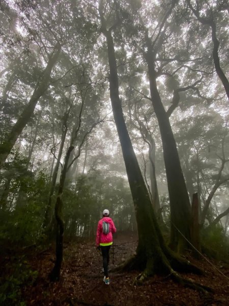 大雪山線 屋我尾山/谷關七雄#3 慢慢遊3063420