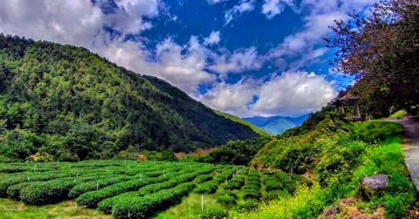 深秋武陵農場之旅（2）茶園步道447940