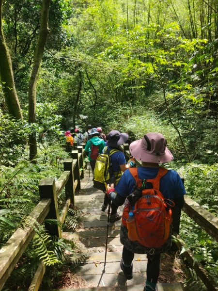 五分山 -小百岳收集起來，馬藍（大青）滿山遍野、桐花陪襯、群蝶紛飛、吸取花蜜1370246