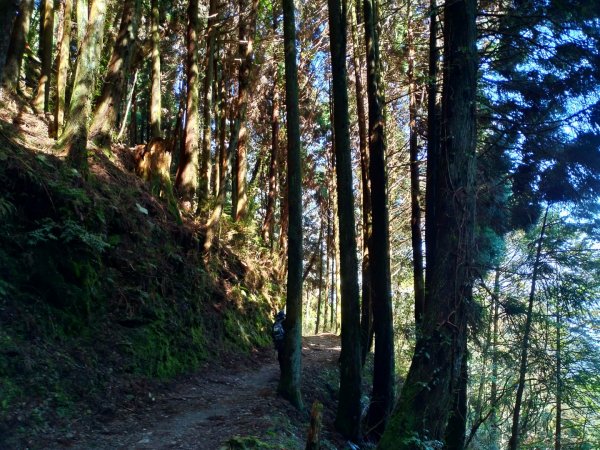 檜山巨木群步道1662858