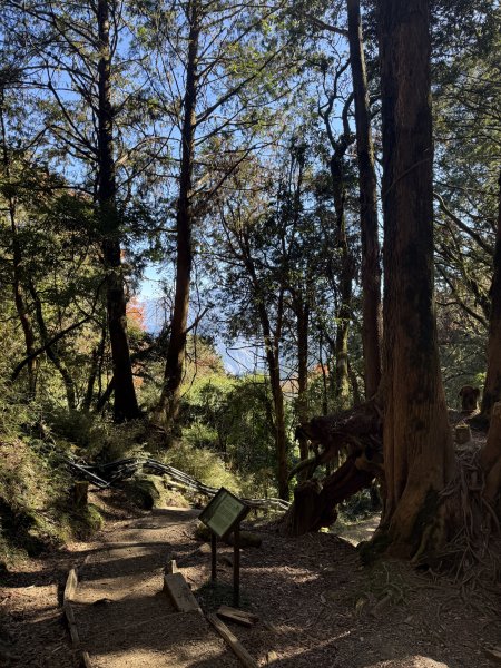 1141215大塔山步道2996127