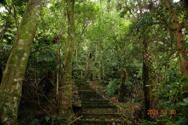 新北 坪林 大尾山(鬼子瀨尖山)1499531