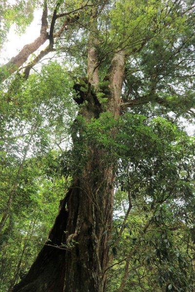 〔桃園復興〕拉拉山巨木，史詩級魔幻森林，75公頃紅檜 扁柏森林浴2237072