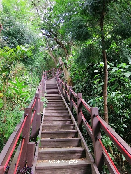 台中~蒼鬱森林芬多精~聚興山新田登山步道1258896